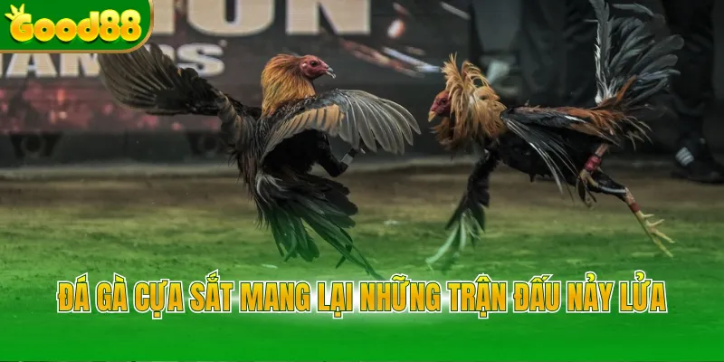 Đá gà cựa sắt mang lại những trận đấu nảy lửa 